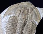 Proasaphiscus rigidus (JEGOROVA & SAVITZKY 1968) - Bild © FossNet FossilienStore